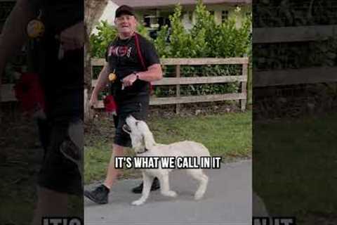 How to Know What’s Good Dog Training and What Isn’t