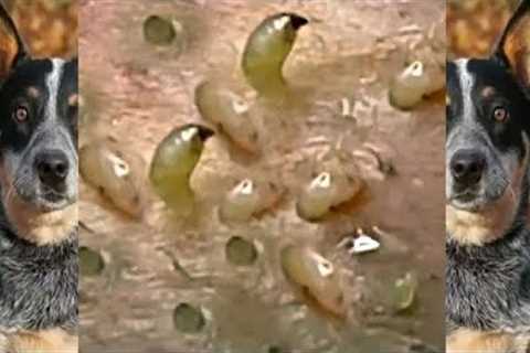 Big Cystic Acne Blackheads Extraction Blackheads &amp; Removal Pimple Popping #MD158
