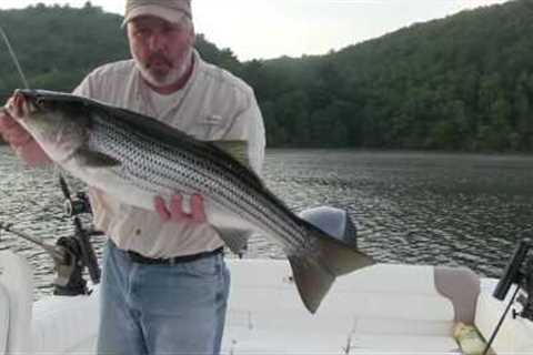 Warm Weather Freshwater Striper Action - Beltzville Lake Fishing