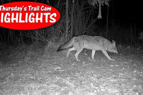 Pregnant Doe, HUGE Coyote, Itchy Nose Buck, and Bobcats: Thursday's Trail Cam Highlights: 3.9.23