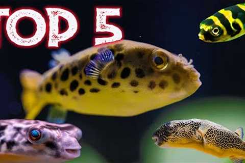 Top 5 Freshwater Puffer Fish For Your Aquarium