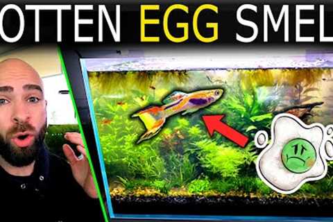 Something Is WRONG! Putrid Smell From Aquarium!! (what has happened??)
