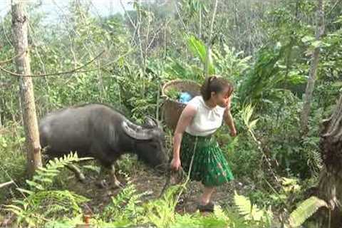 Primitive Life - survival in the rainforest finding fruit meet forest people