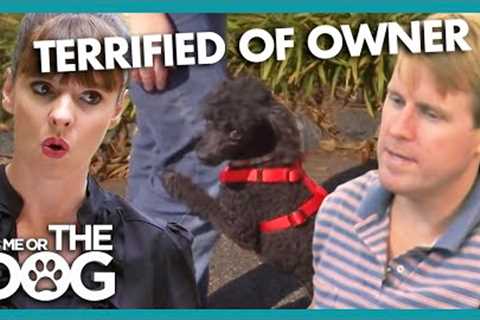 Poodle TERRIFIED of Being Walked by Male Owner | It's Me or The Dog