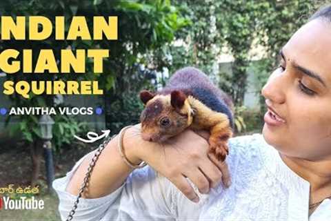 Indian Giant Squirrel | Exotic Pets | Rare Species of Animals | Anvitha Vlogs