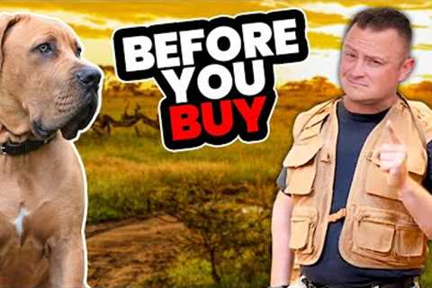 Is the SOUTH AFRICAN BOERBOEL Right for You?