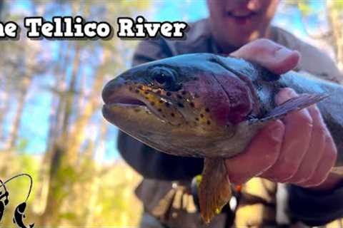 Always A Fun Time On The Tellico! | Fly Fishing East Tennessee