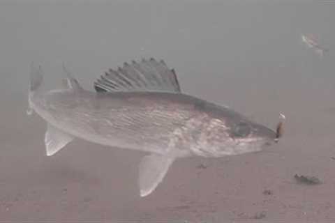 Mud Flat WALLEYES! Ice Fishing with UNDERWATER Camera (Mille Lacs Lake)
