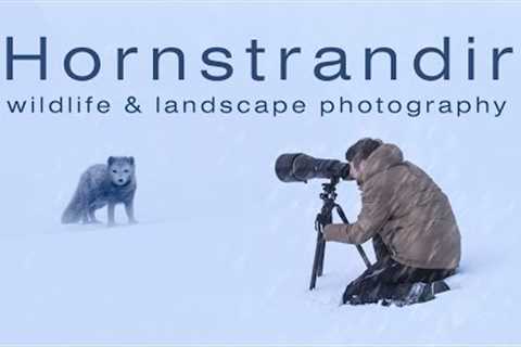 I Got to Shoot Wildlife &amp; Landscape Photography in Hornstrandir Nature Reserve