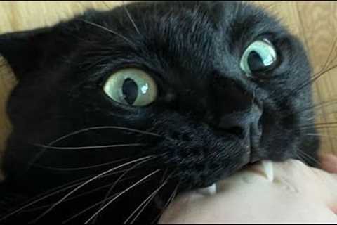 Funny animals - Funny cats / dogs - Funny animal videos 275