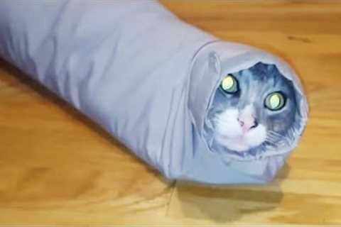 These Cat Fails Are Hiss-terical 😹 | Funny Cat Videos | Peachy 2023