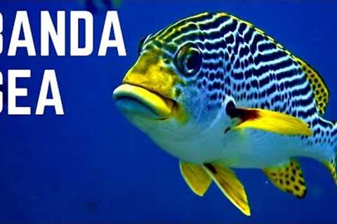 KOMODO to RAJA AMPAT on a Scuba Diving Liveaboard 2022 4K #indonesia #travel #scubadiving