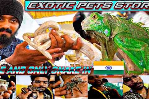 Exotic pet store in chennai flowerhorn association fish show ball python | blue iguana | corn snake