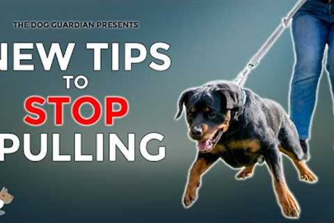 STOP your dog pulling on the lead - 7 tips for loose leash walking