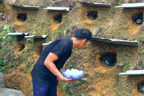 Harvest a lot of chicken eggs from the incubator in the ground - Plant more lemon trees