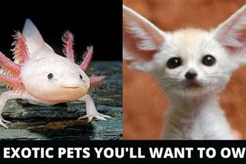 Top 5 Exotic Pets You'll Want to Own - Exotic Animals You Can Keep as Pets at Home 2022