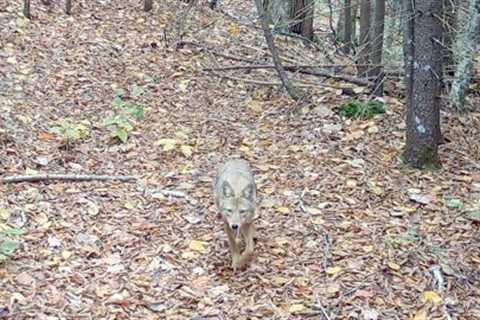 ADK Big Woods Game Trail Episode 003