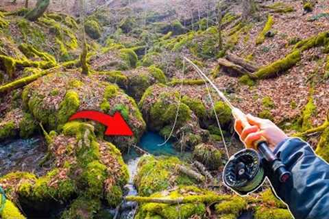 Trout Fishing a TINY Creek!! (3 Days of Fly Fishing)
