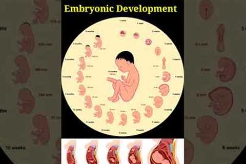 Development Of The Baby In The Womb Month By Month👶❤💞 Embryo and Fetal Development In Mother's..