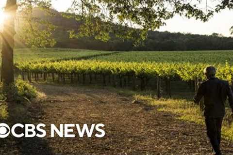 Climate change impacting the U.S. and global wine industries