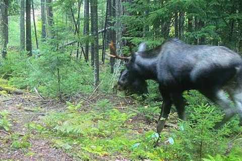 ADK Big Woods MOOSE - Episode 004