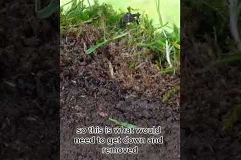 Why you NEED to scarify your lawn
