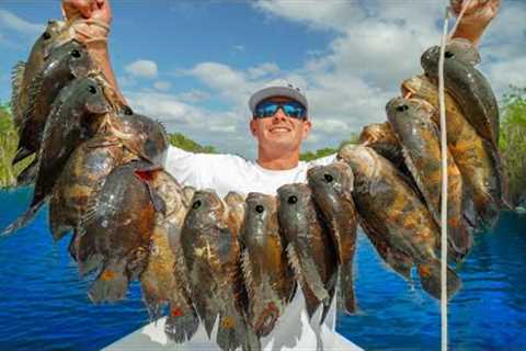 Most INVASIVE Fish in FLORIDA! Catch Clean Cook (Tiger Oscar)