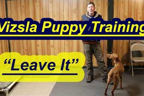 Vizsla Puppy Training- Teaching Leave It