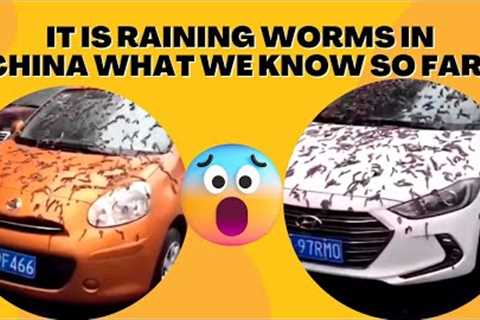 Strange Happenings In China😳Viral Video Show It's Raining Worms. What Is Happening?
