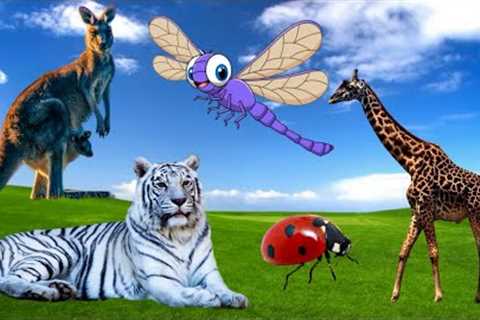 Beautiful exotic animals: giraffe, white tiger, kangaroo Animal Sounds