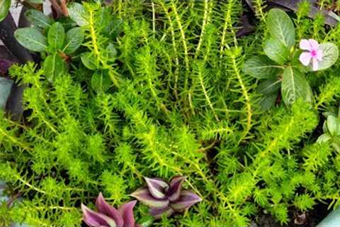 Lemon Ball Sedum Plant Care Tips And Tricks [Nature Change The Future]