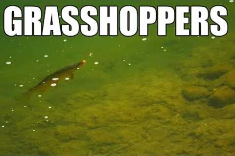 Grasshoppers on the Side - Fly Fishing BIG Grasshoppers for Big Brown Trout
