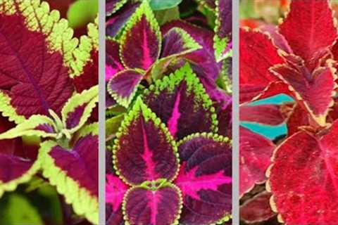 Coleus plants shopping| Explore your hobbies!!!