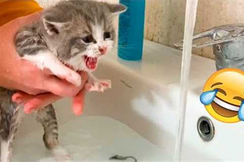 Funniest Animal Videos😂 - Best Cats😹 and Dogs🐶 Videos 2023!