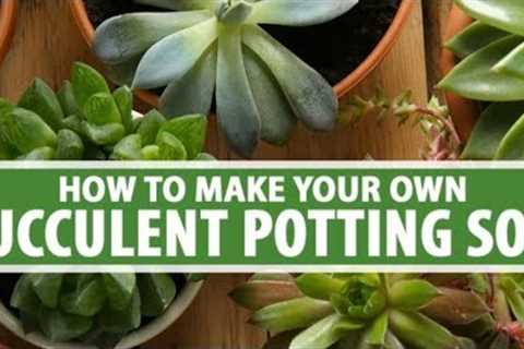 How to make your own succulent soil mix|Explore your hobbies!