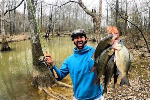 I Turned These Fish into LOBSTER! This BACKWOODS CREEK was LOADED! (Catch and Cook!)