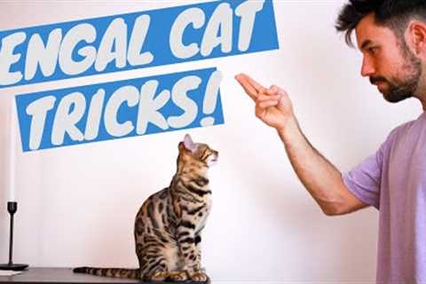 Bengal Cat Doing Tricks - Clicker Training