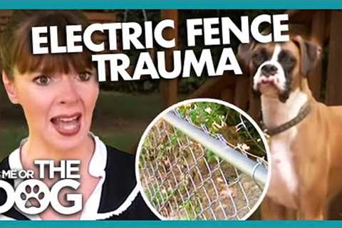 Electric Fence Leaves Dog Traumatised | It's Me or The Dog