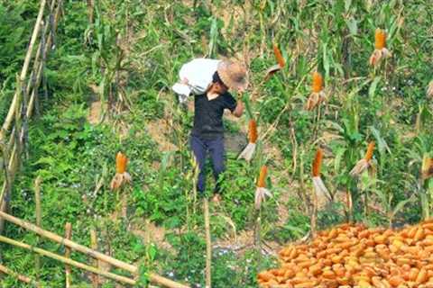 Corn after 3 months of intensive care has been harvested - Clean up the banana garden and fish pond