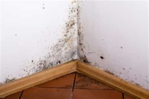 4 Ways to Prevent Mold and Mildew This Spring
