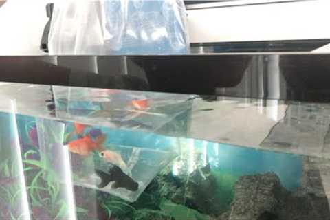 Adding Fish for the First Time in a Freshwater Aquarium #goldfish #coldwater