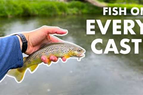 Unexpectedly Awesome Fishing in the Rain! (Tenkara Fly Fishing)