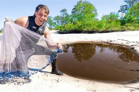 Cast Netting TINY PUDDLE for fish to EAT!! (UNEXPECTED Catch Clean Cook)