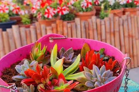 DIY#Simple and Beautiful# Succulent Basket#Explore your hobbies!!!