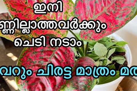 Growing plants without soil |gardening ideas|gardening tips |easy gardening hacks