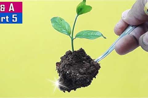 Do Plants Die of old age? | 5 GARDENING MYTHS AND QUESTIONS ANSWERED