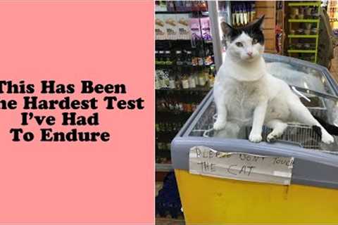 50 of the best cat tweets that will make you laugh- Funny cat