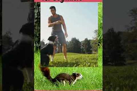 Dog Training- Tips for Beginners#shortsvideo