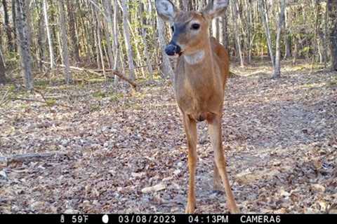 Deer snacking at the stream, one-antler deer, raccoons, rabbit,  &amp; other critters