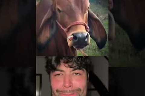 The Rock Cow Bombastic